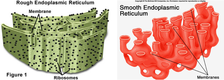 Endoplasmic Reticulum - Cell Organelles